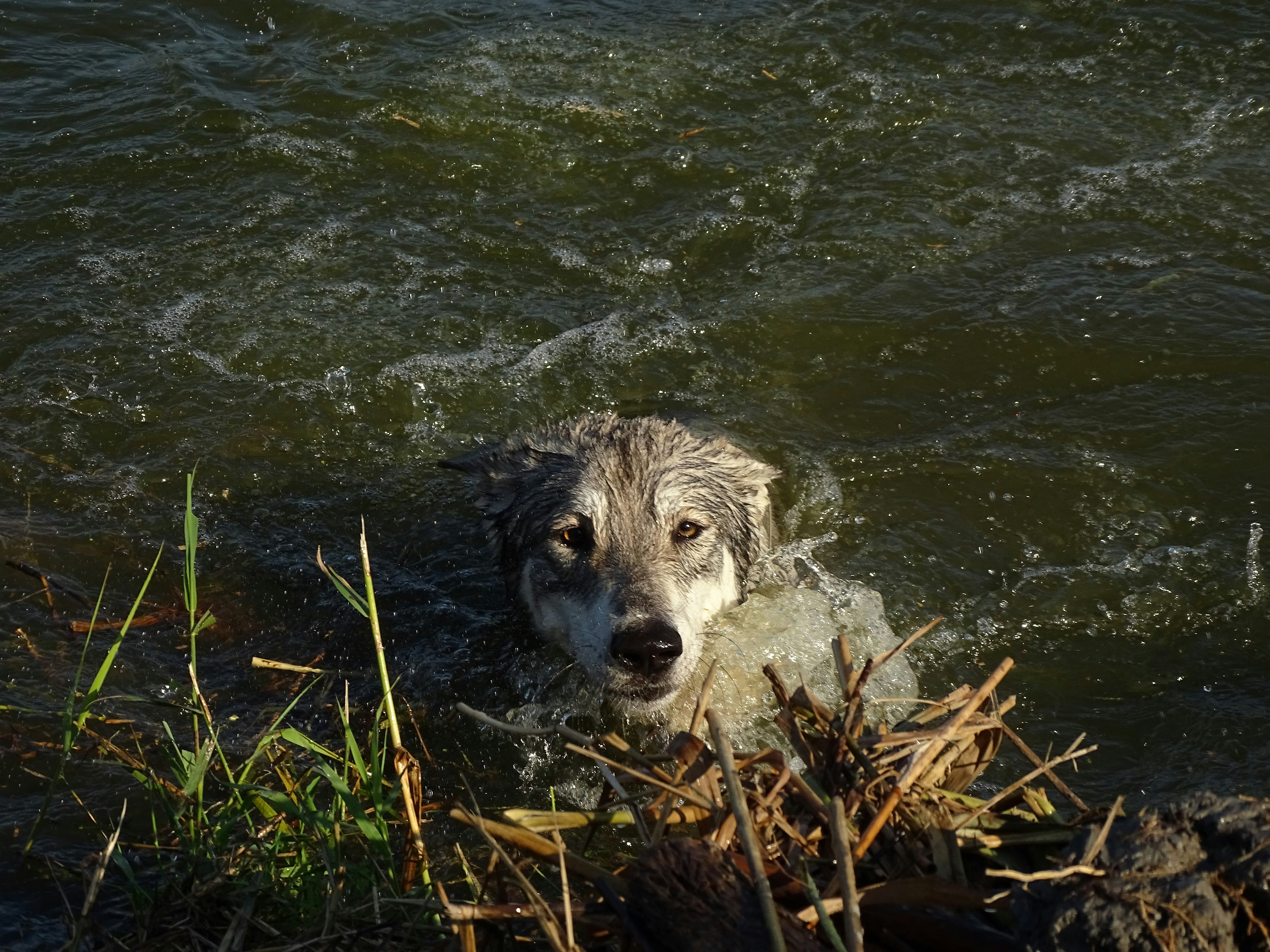 a dog in the water