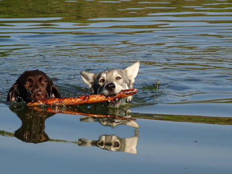 two dogs in the water