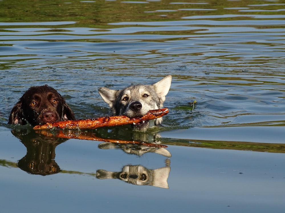 two dogs in the water