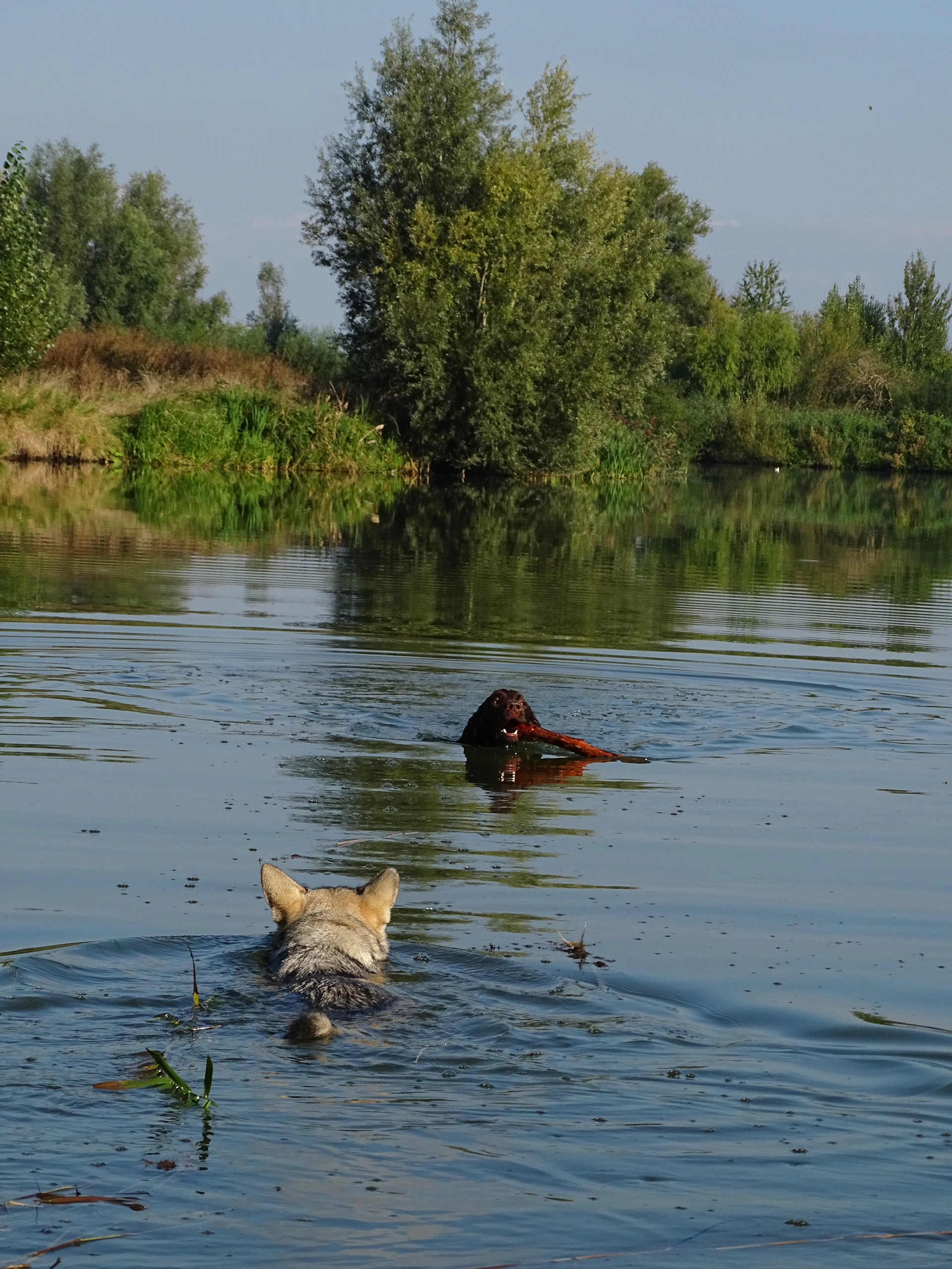 two animals in a body of water