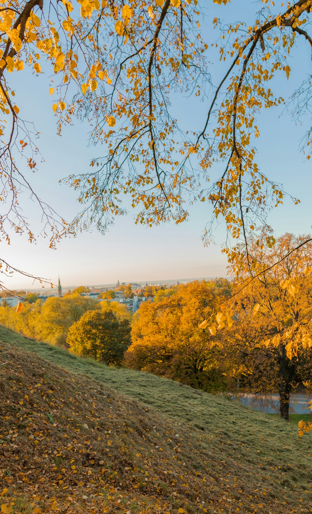 a tree with yellow leaves