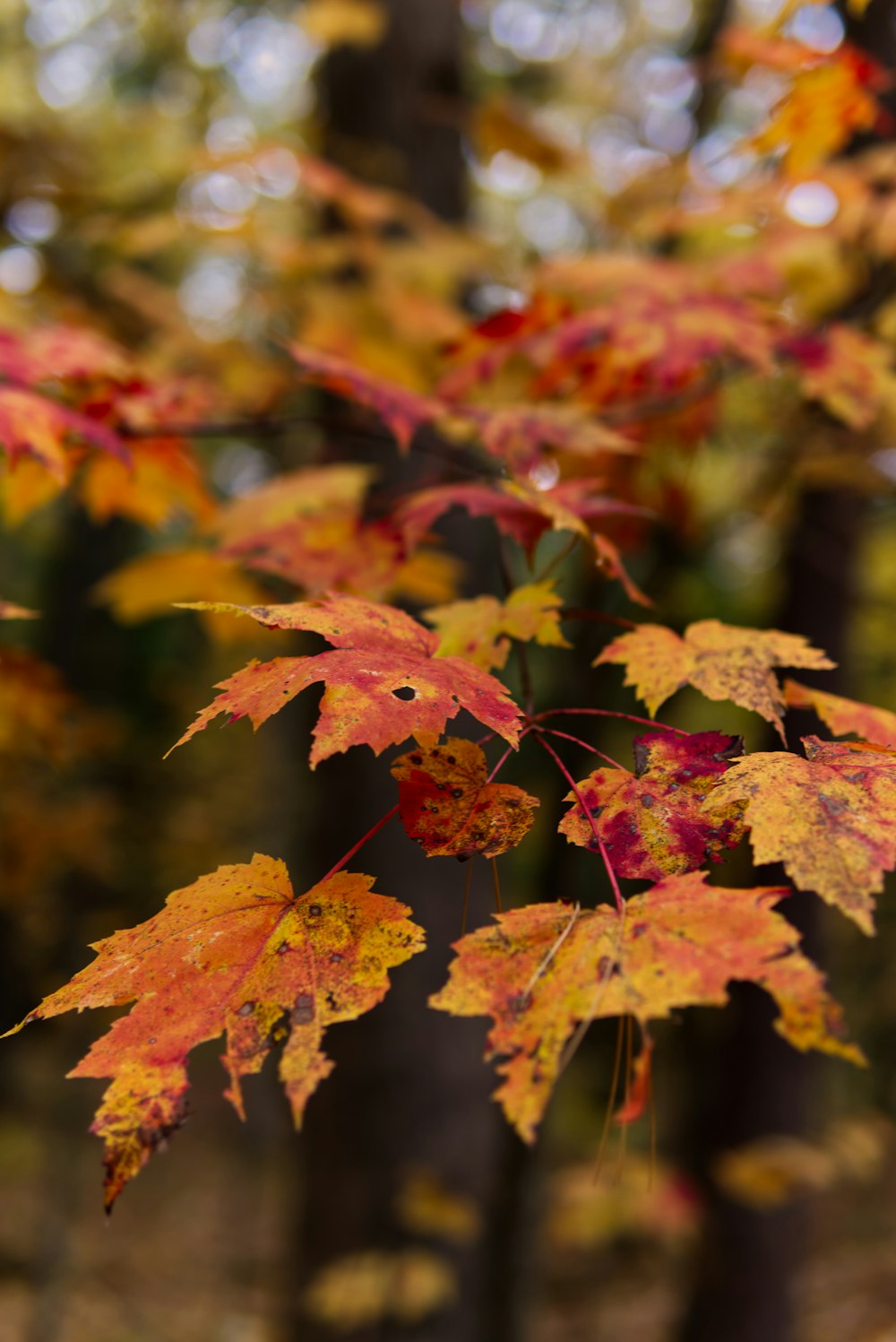 a group of colorful leaves