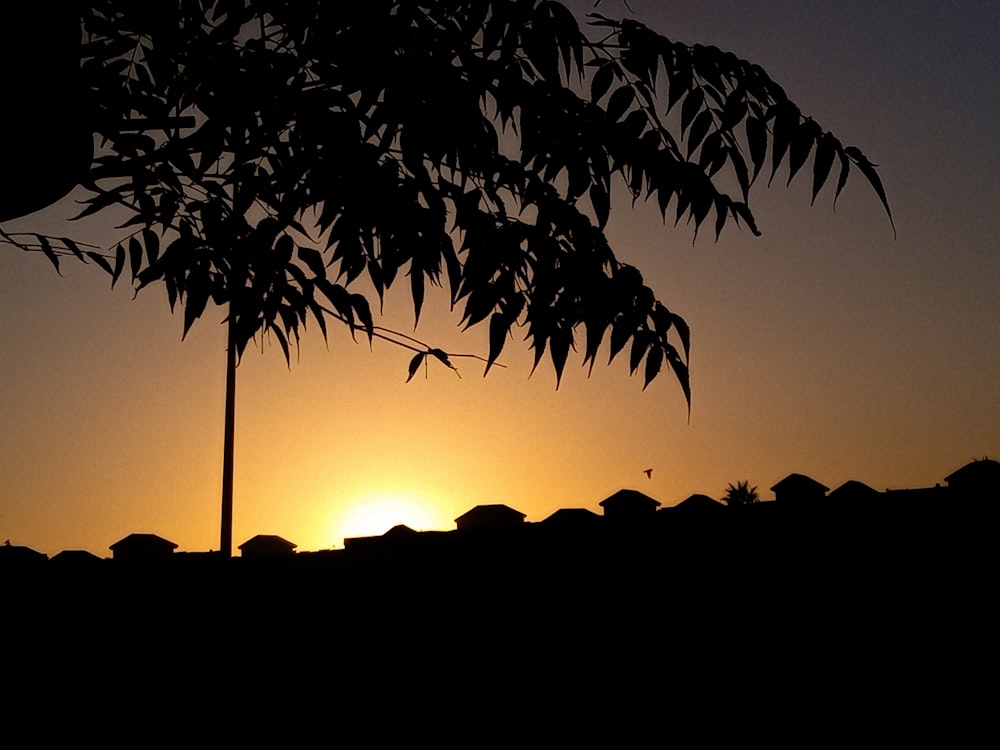 Un árbol con una puesta de sol al fondo