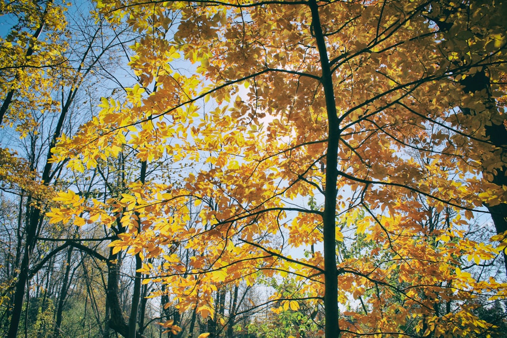 a group of trees with yellow leaves