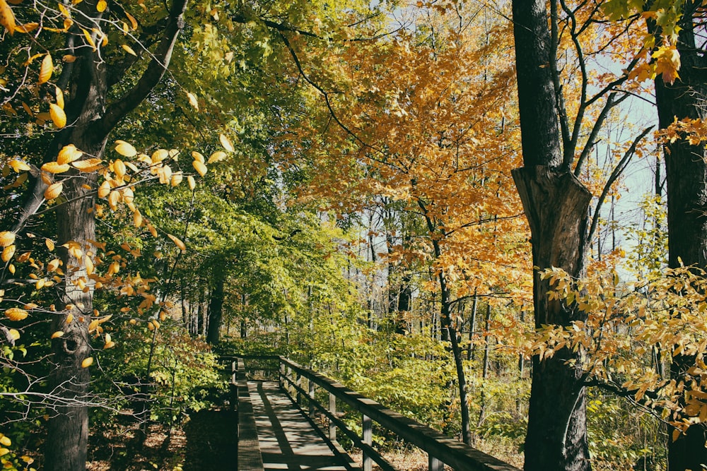 a wooden bridge in a forest