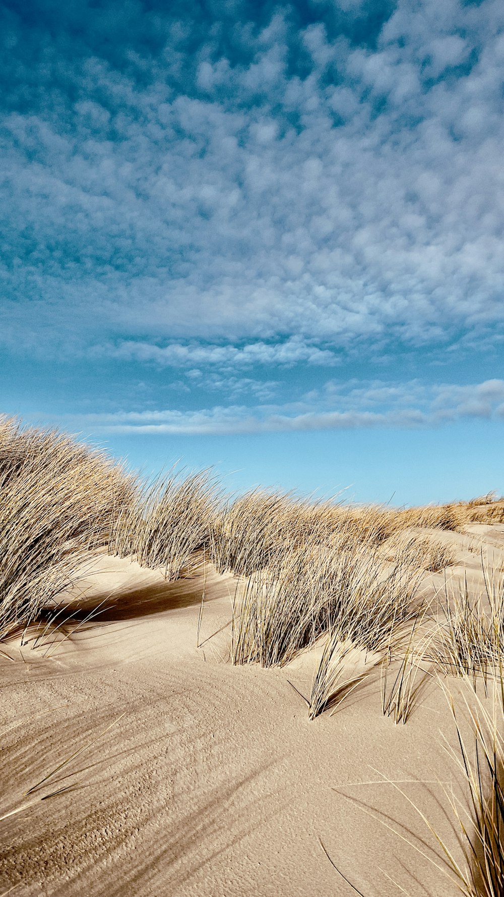 a dirt road with bushes on the side and blue sky above