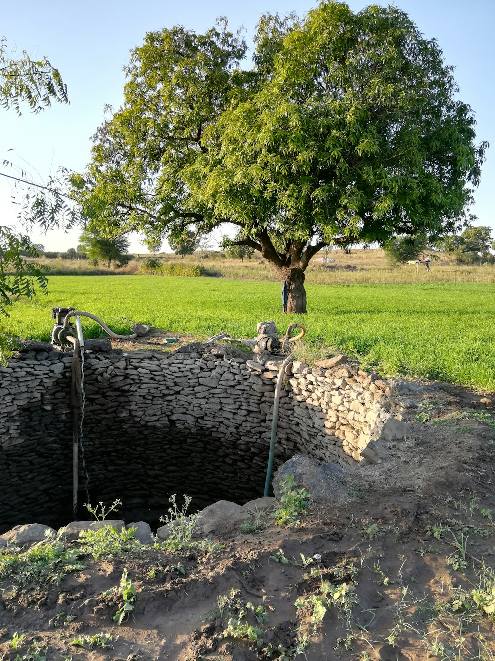 a tree in a field