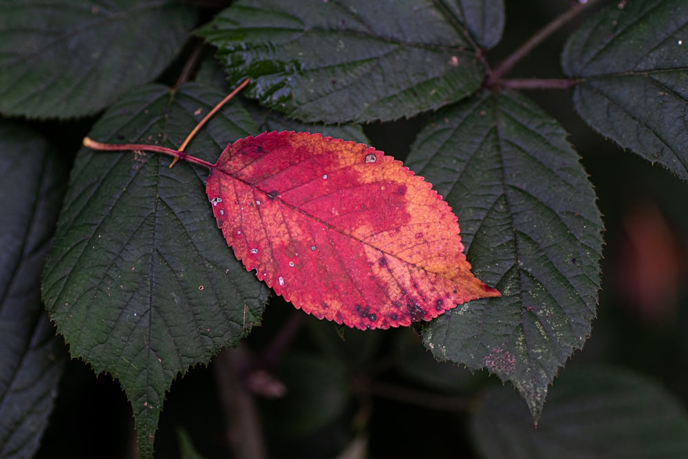 a red leaf on a green plant