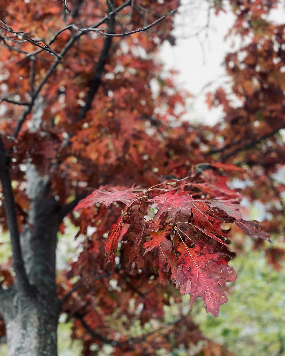 a tree with red leaves