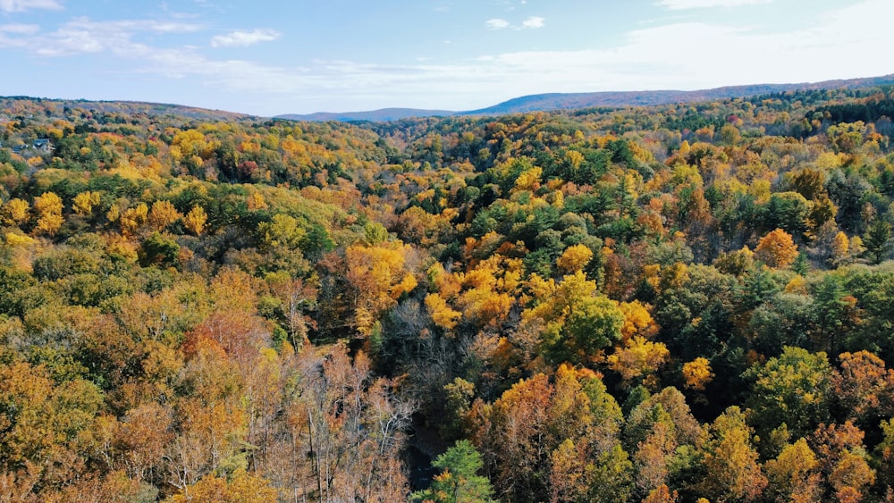 a forest of trees