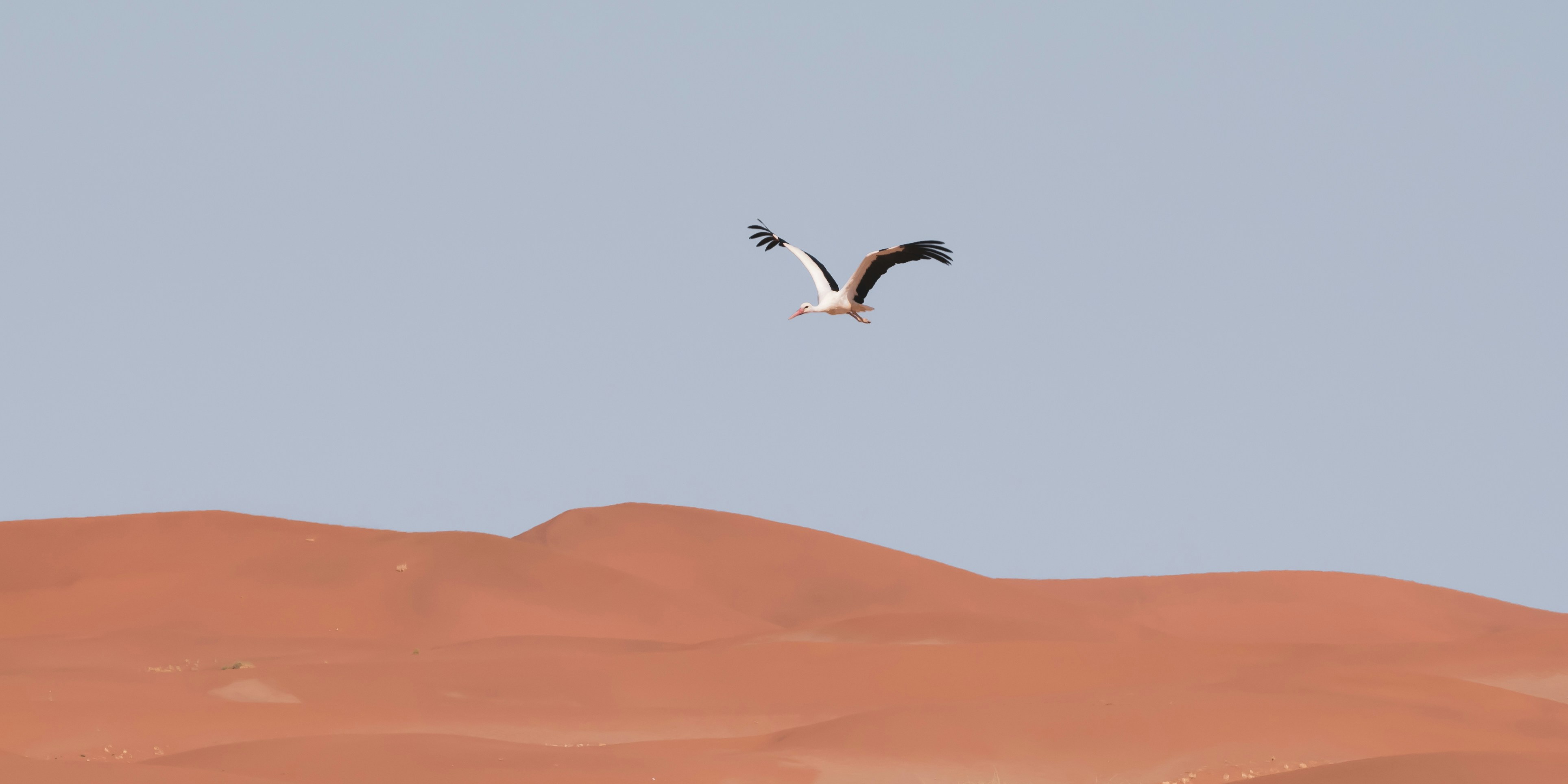African Bush Bird Sossusvlei Classic Flight