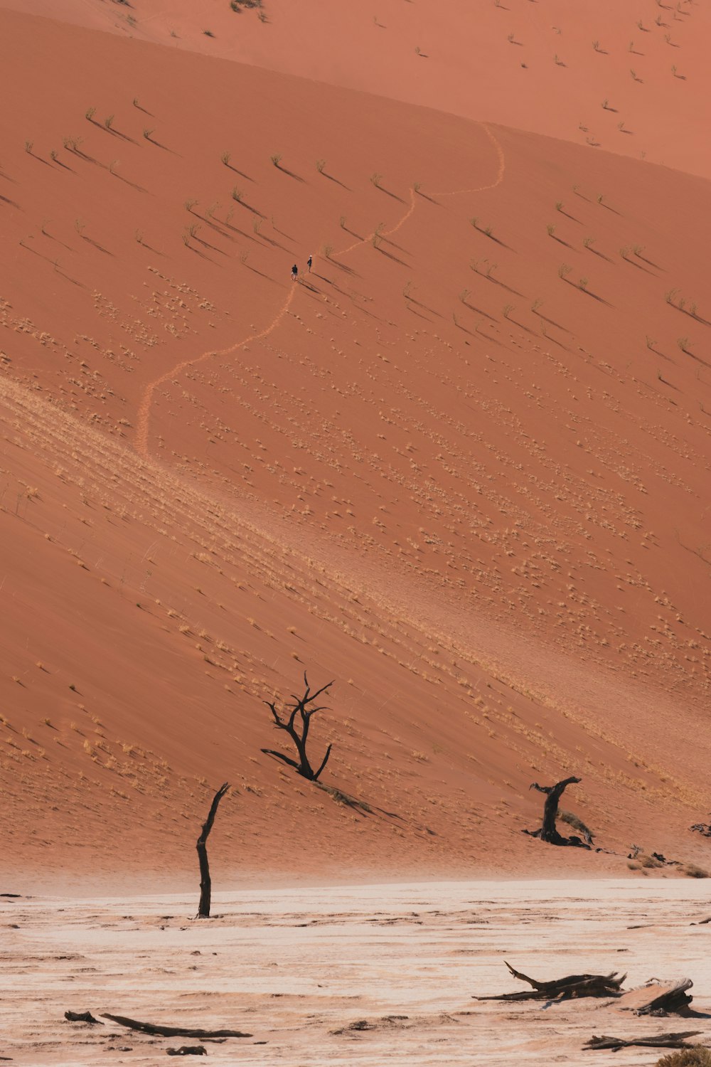 a sandy desert with trees