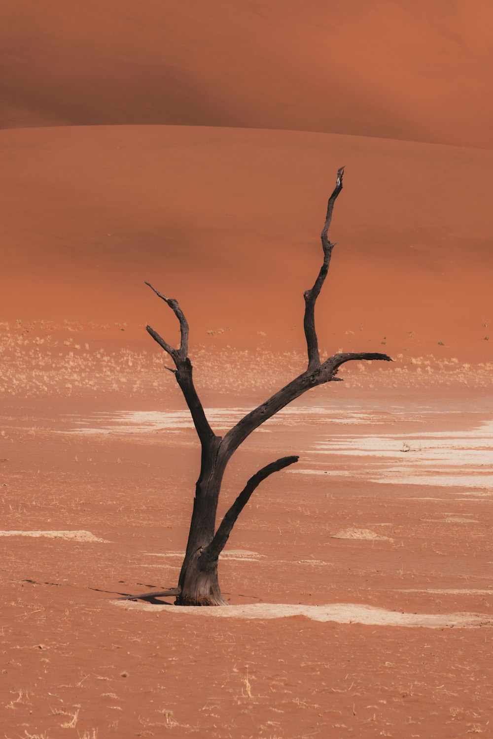 a tree in the desert