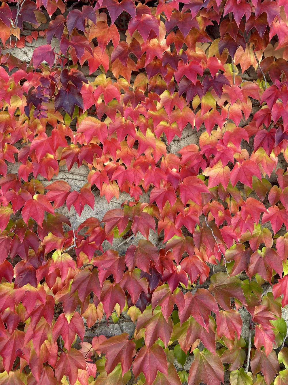 a pile of colorful leaves