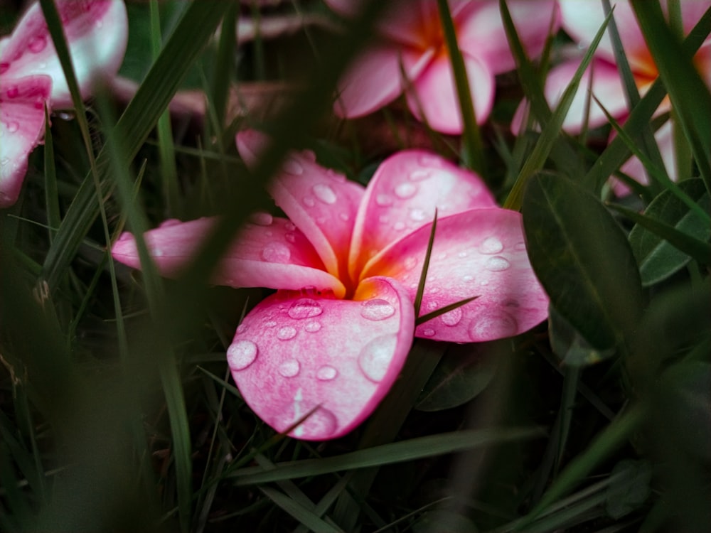 a pink flower with water droplets on it