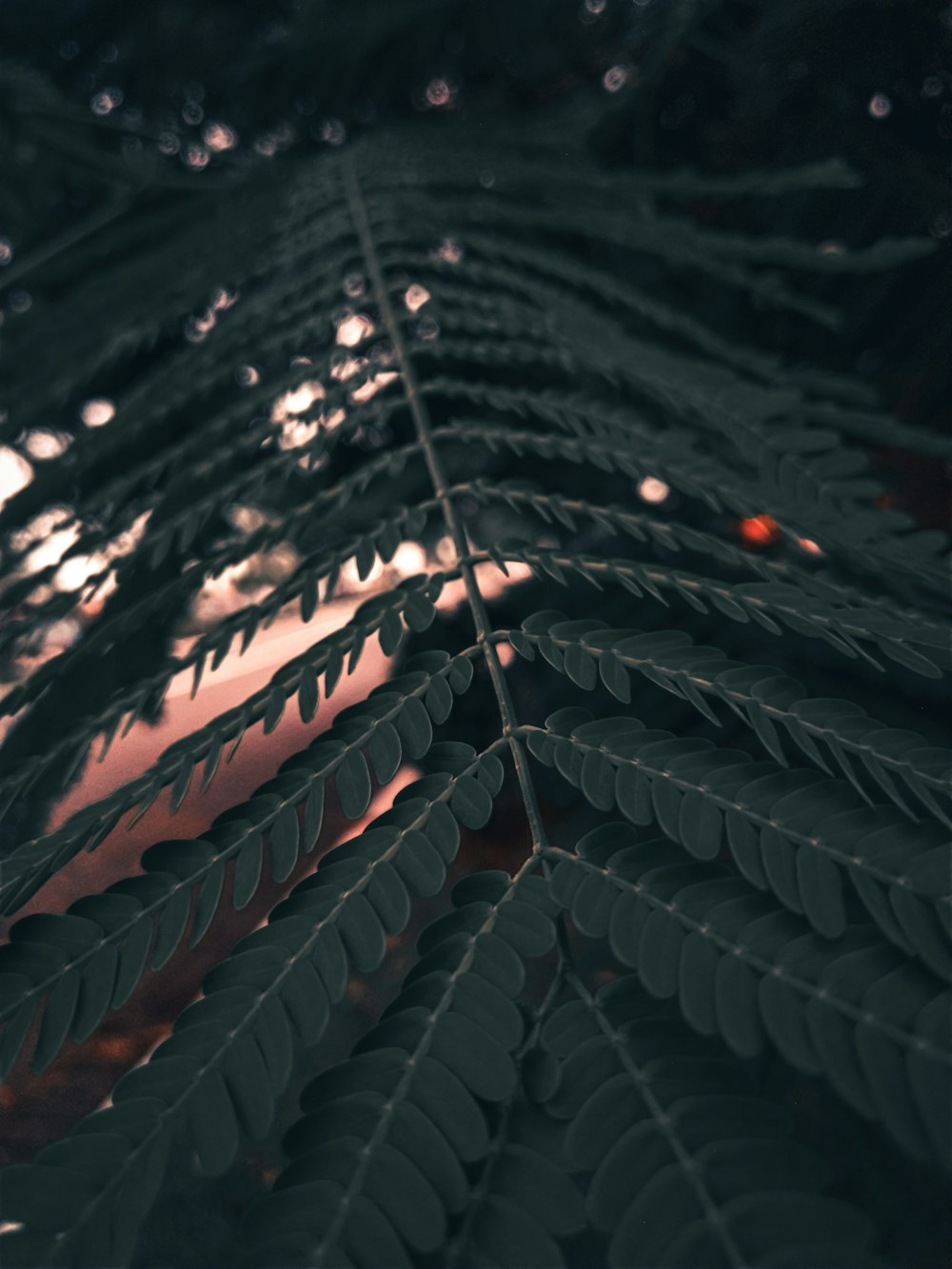 a close-up of a leaf