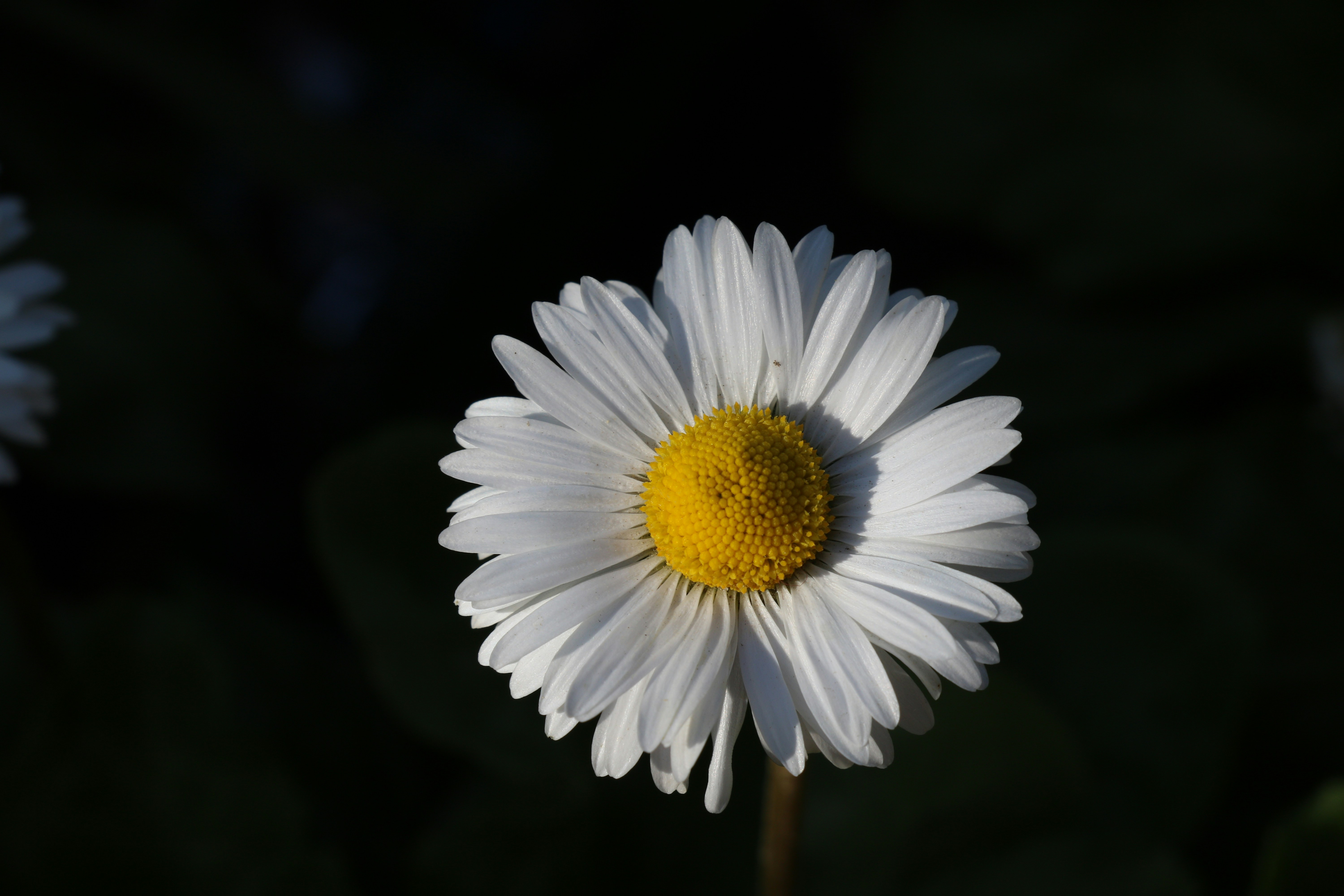 Photo by saramusrafa1223