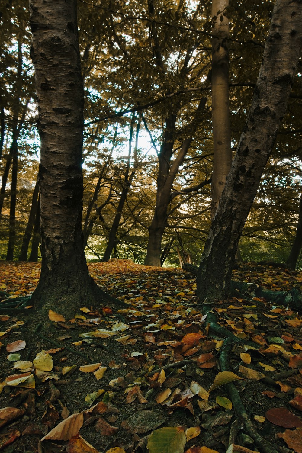 a forest with fallen leaves