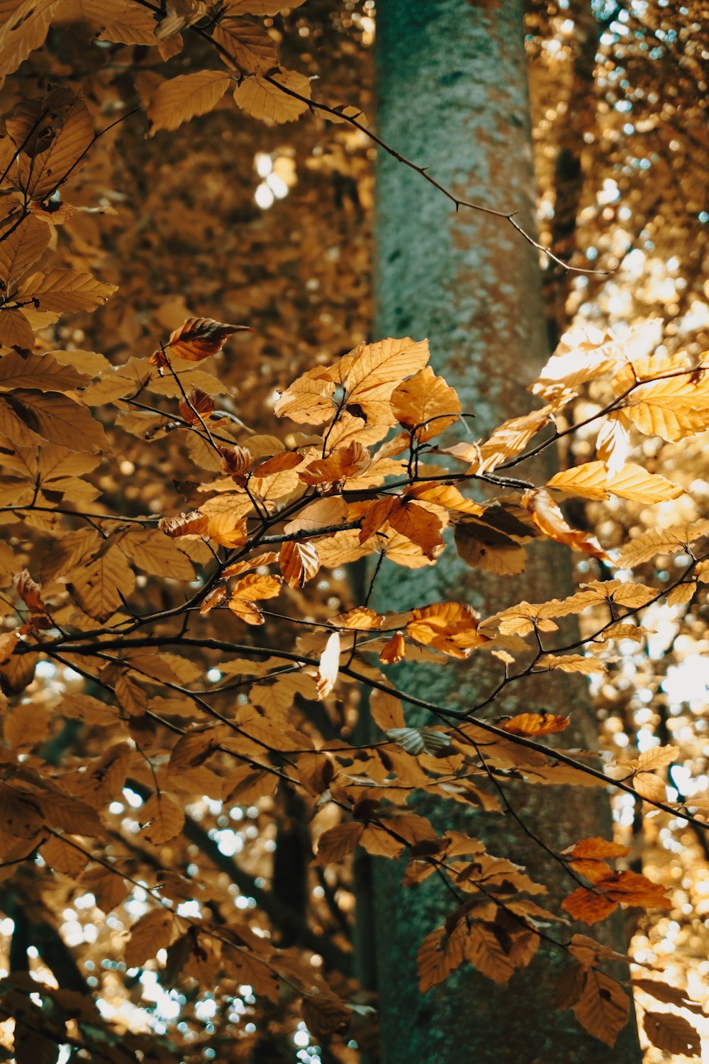 a tree with leaves