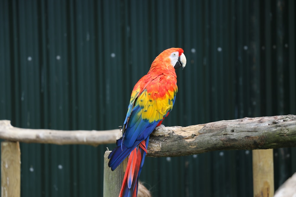 a colorful bird on a branch