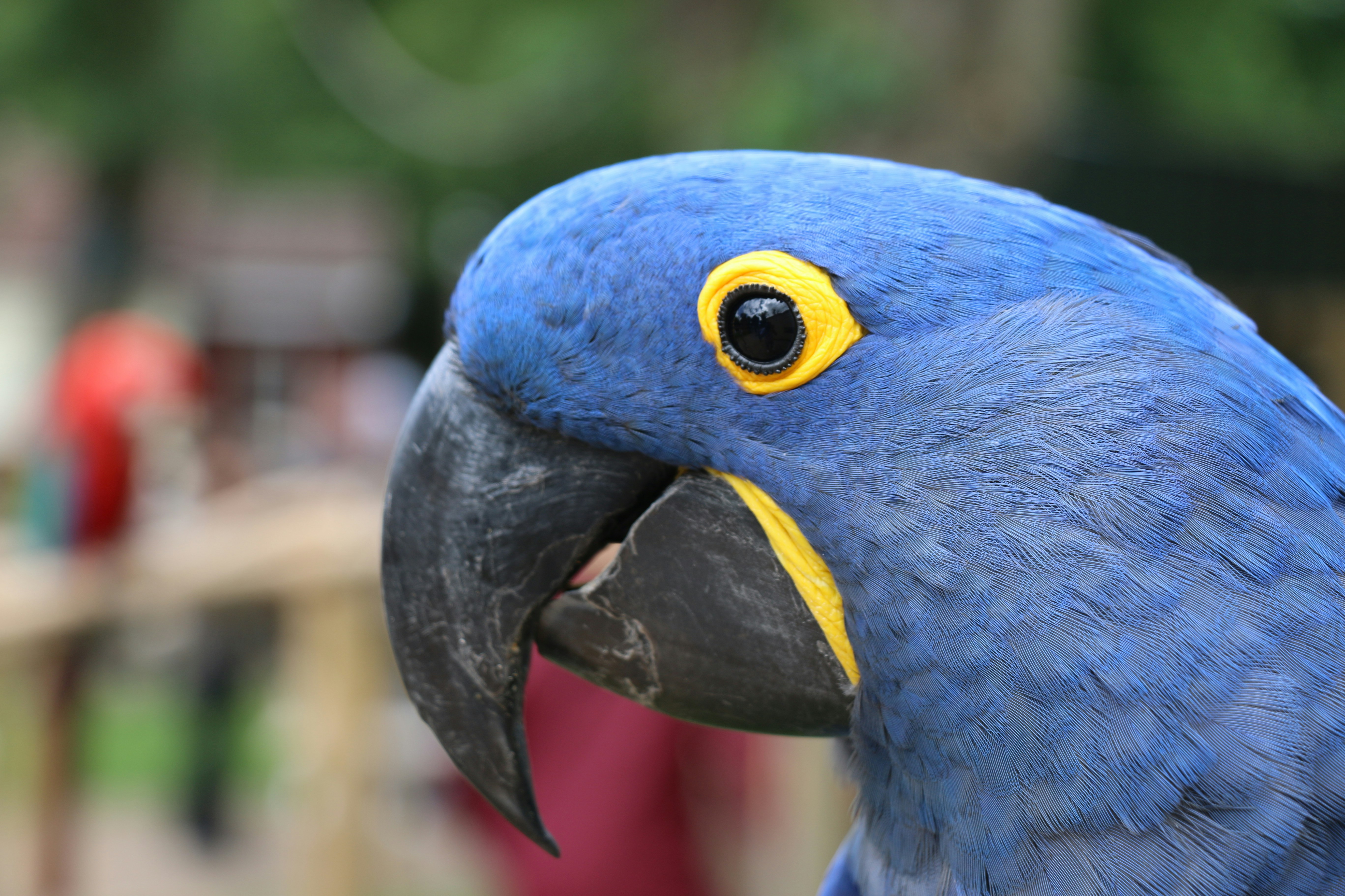 a blue bird with its mouth open