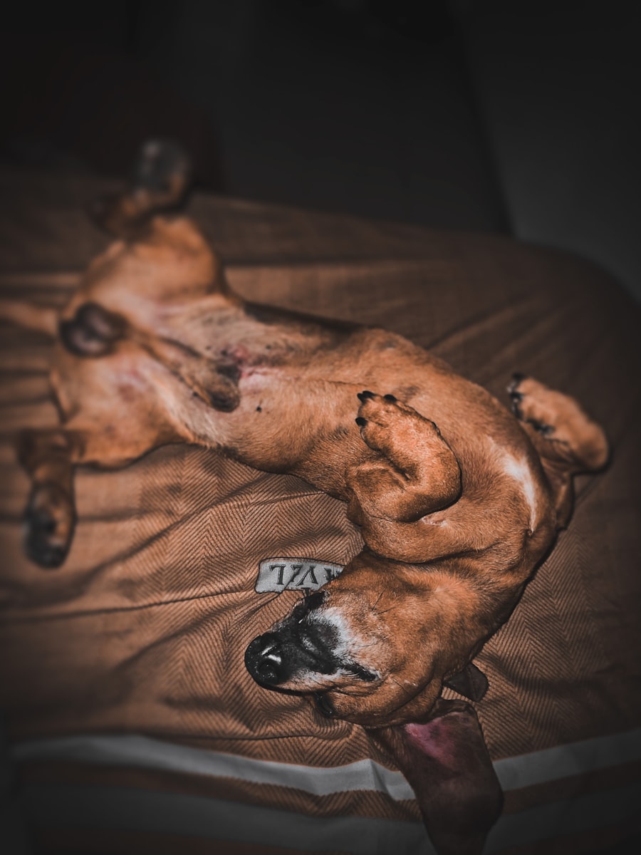 Dog resting on a soft blanket wearing a protective cone after surgery, looking calm and sleepy