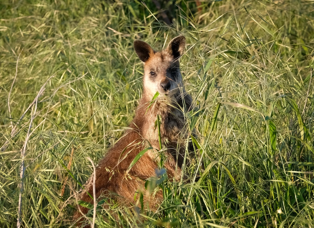 Ein Fuchs sitzt im Gras