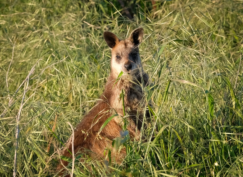 a fox sitting in the grass