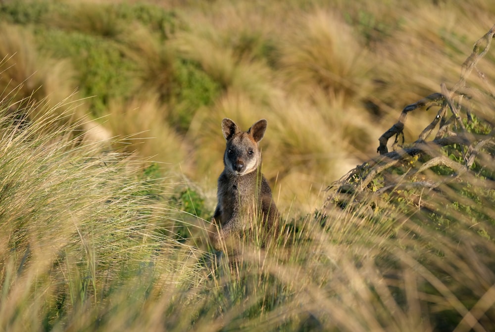 a small bear in a field