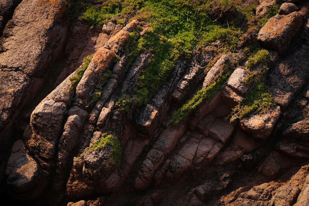 a rocky area with moss growing on it