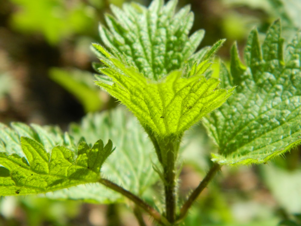 close up of a plant