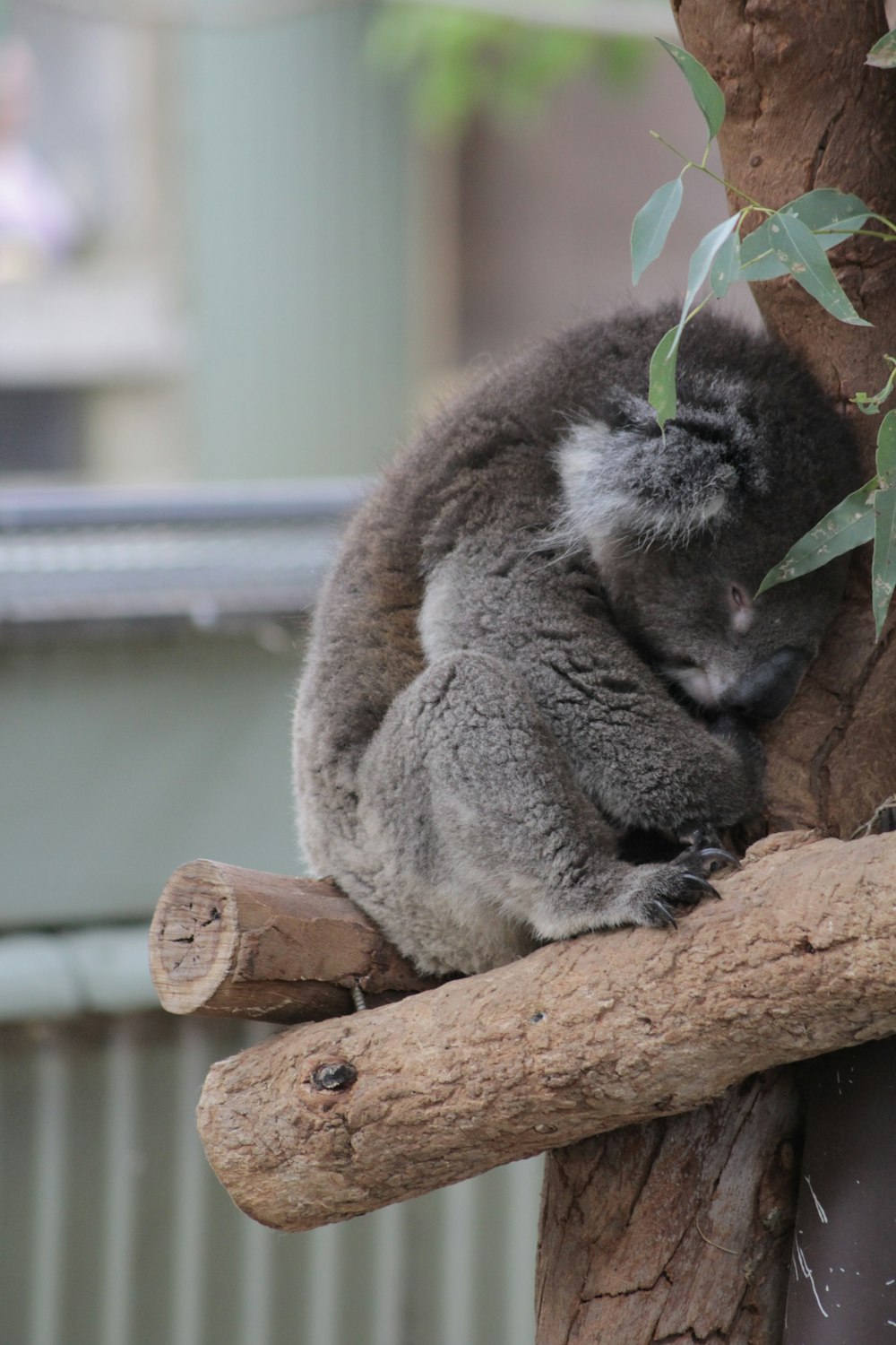 Un koala dormant sur une branche d’arbre
