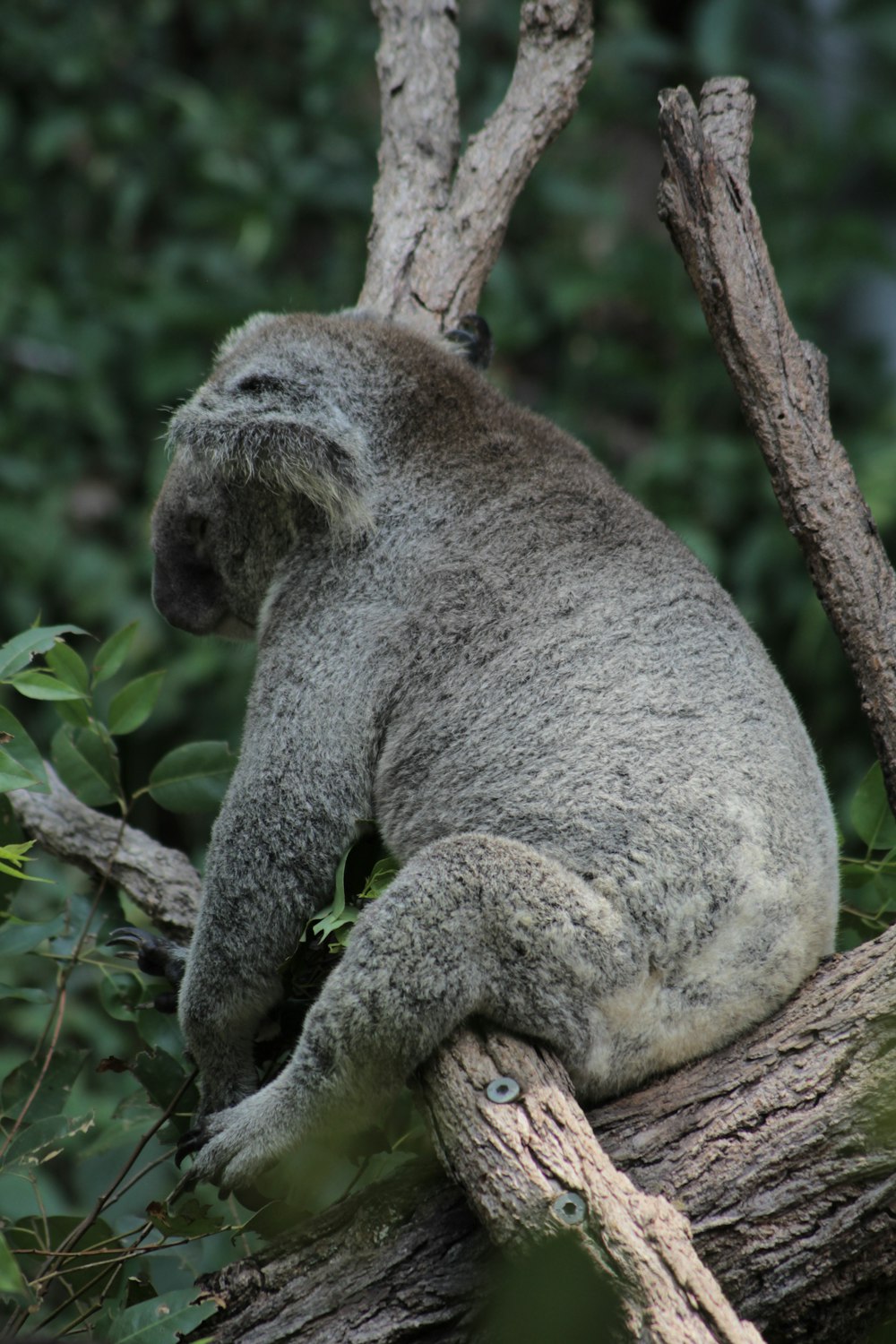 a monkey sitting on a tree branch