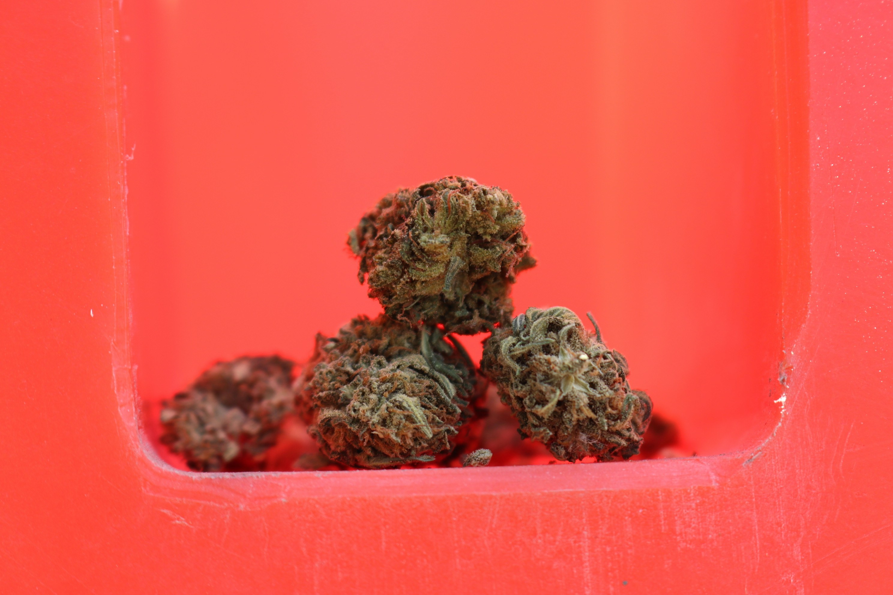 a group of green plants