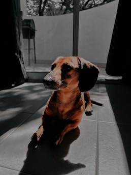 A dachshund dog is lying on a tiled floor, bathed in sunlight streaming from a glass door. The room is softly lit, creating a calm and serene atmosphere. Shadows are cast on the floor, adding depth to the scene.