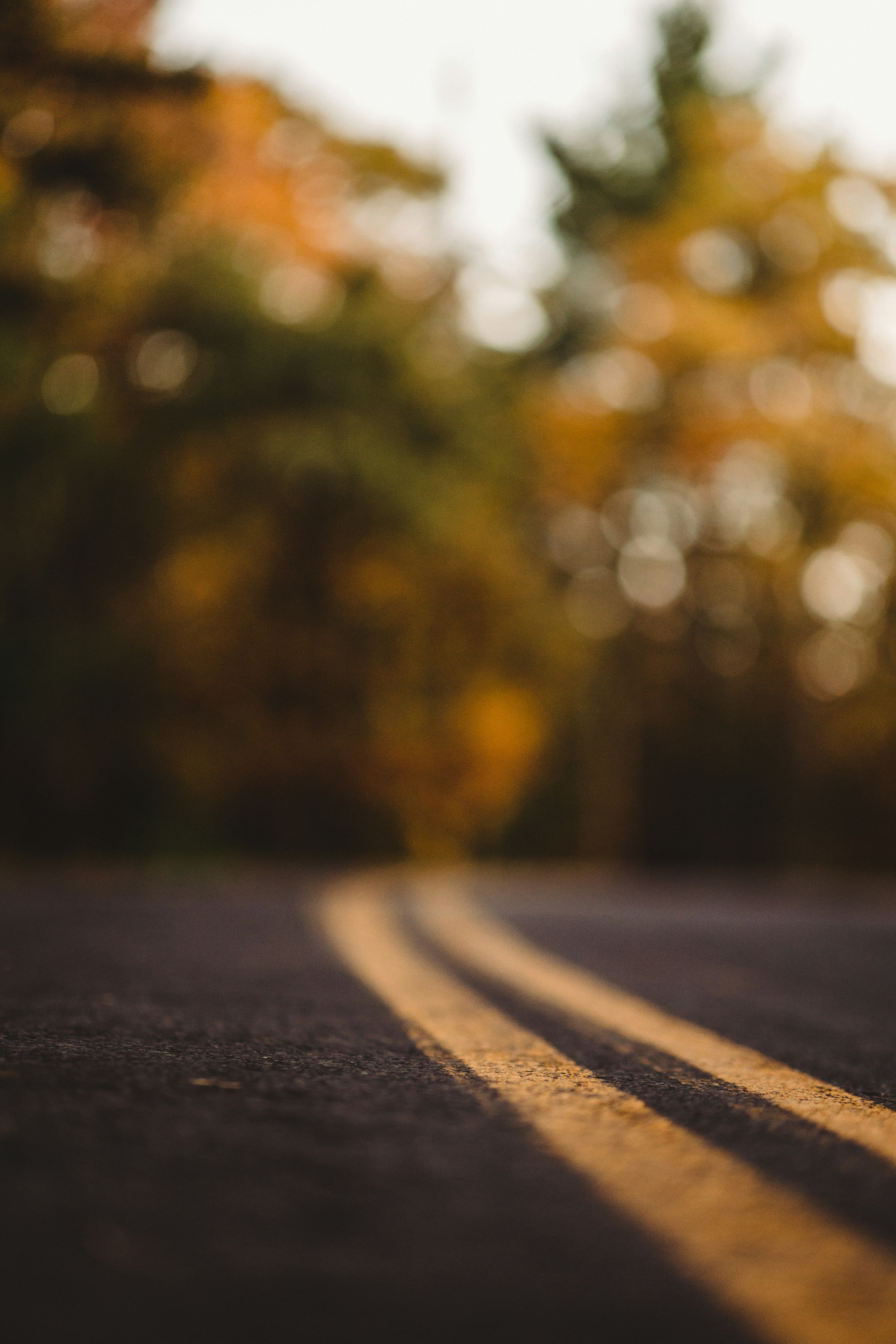 a road with trees on the side