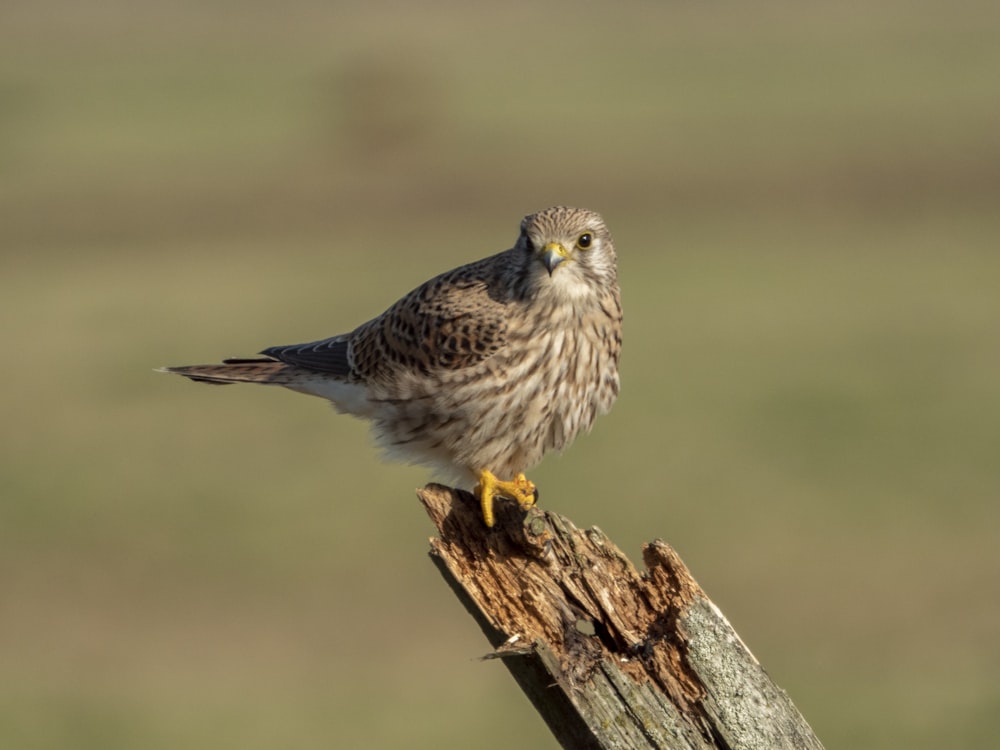 a bird on a branch