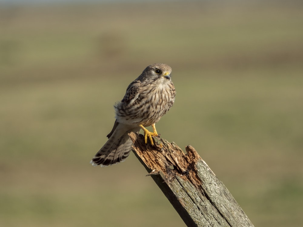 a bird perched on a log