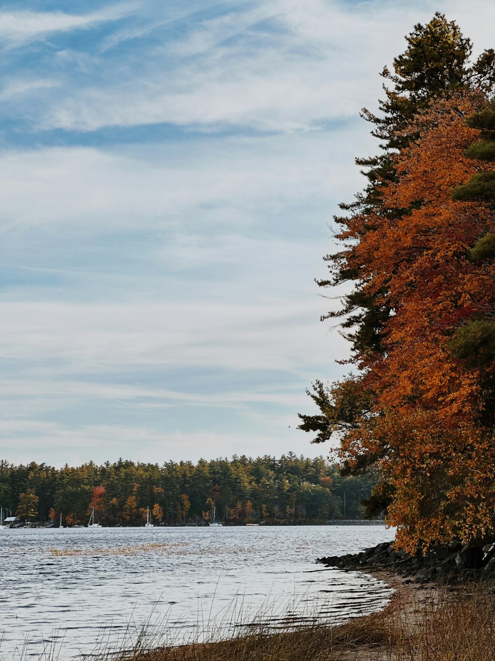 a body of water with trees around it