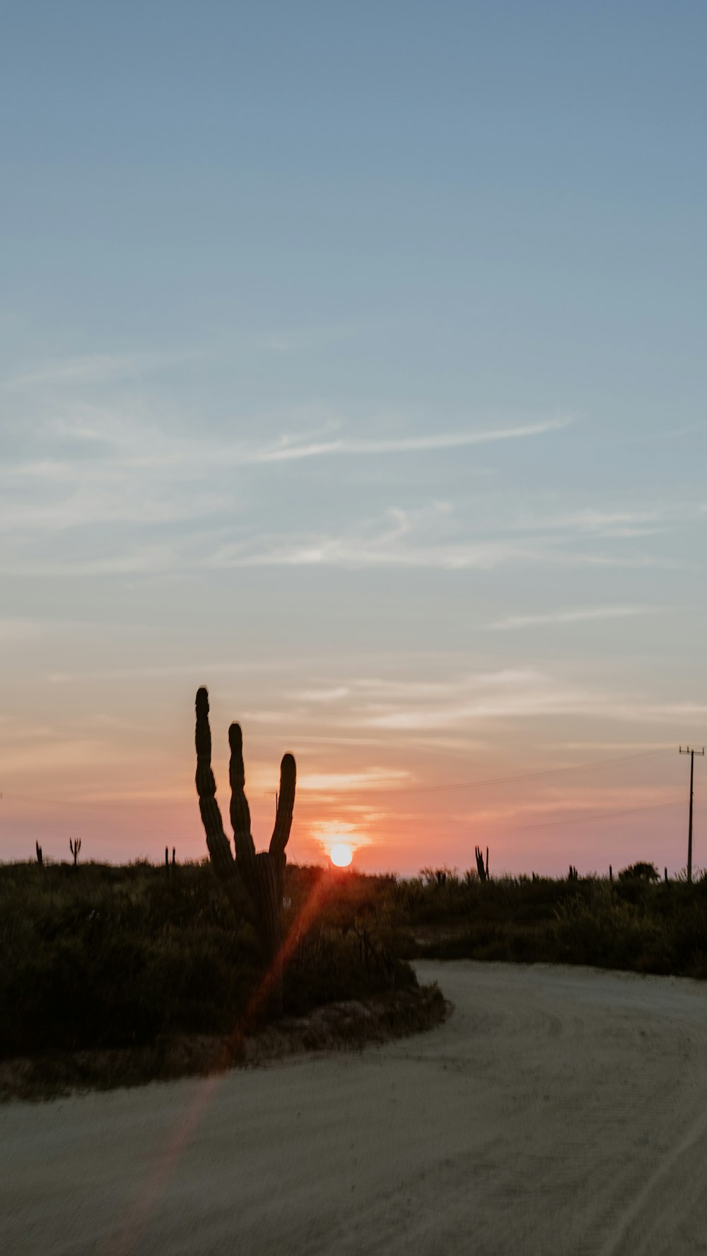 Un grupo de cactus frente a una puesta de sol