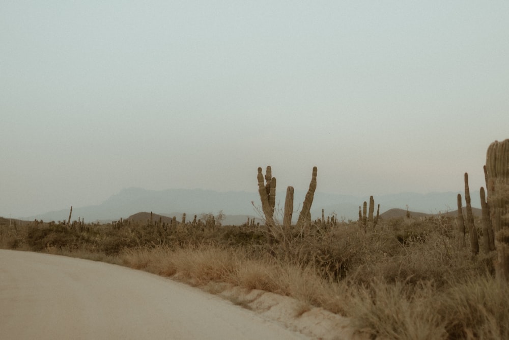 Un camino con cactus a un lado