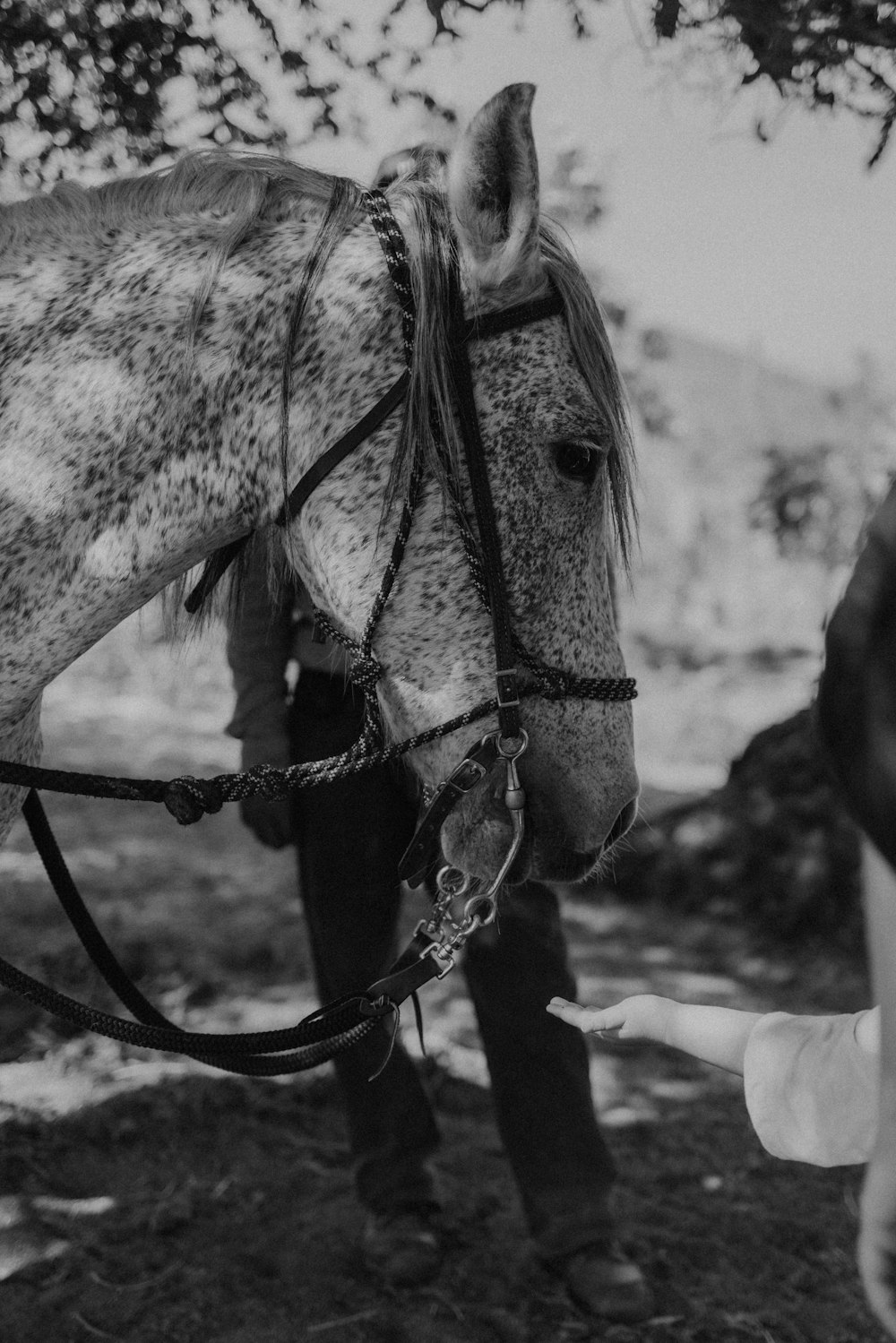 a person petting a horse