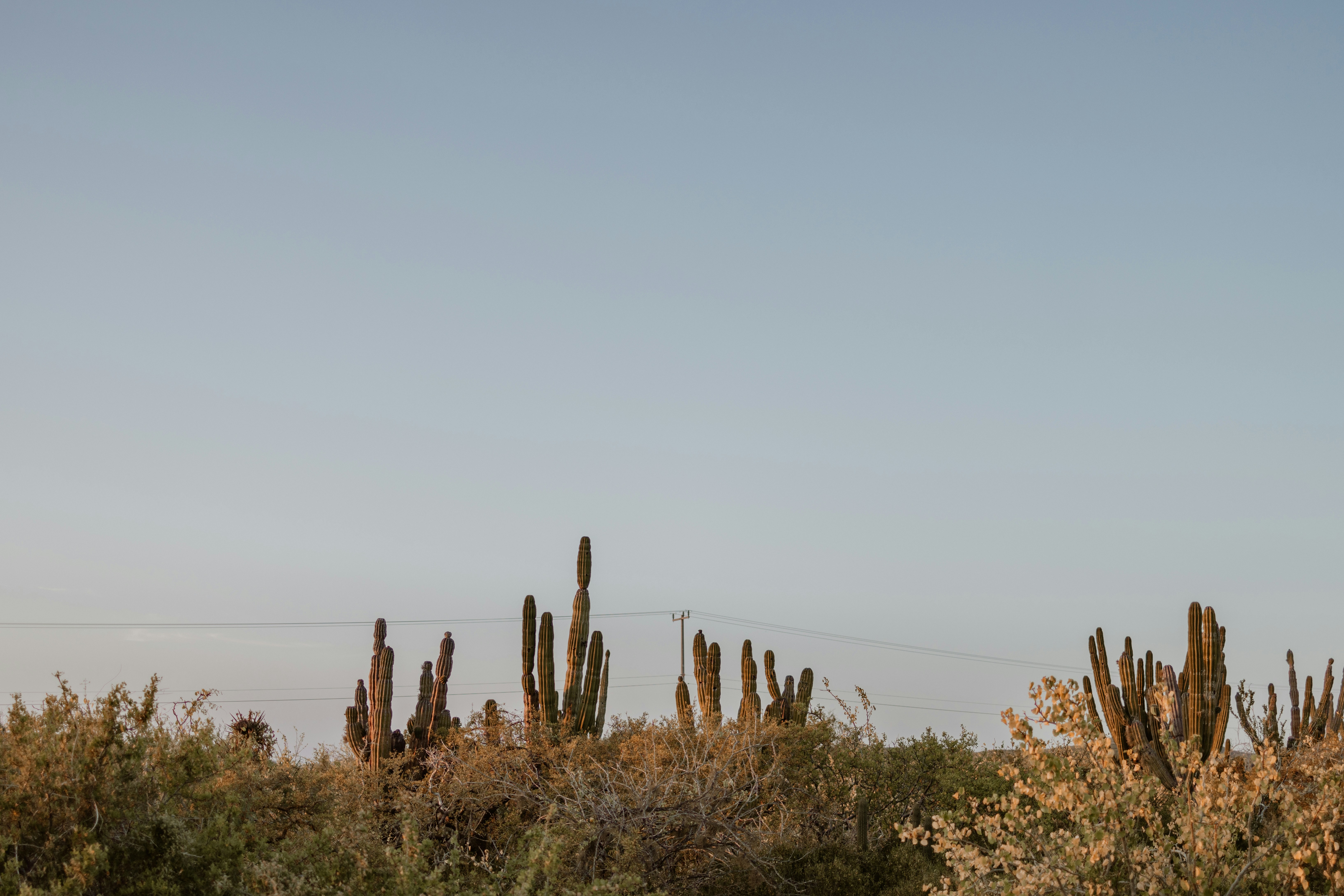 Baja California Sur desert cardon cactus