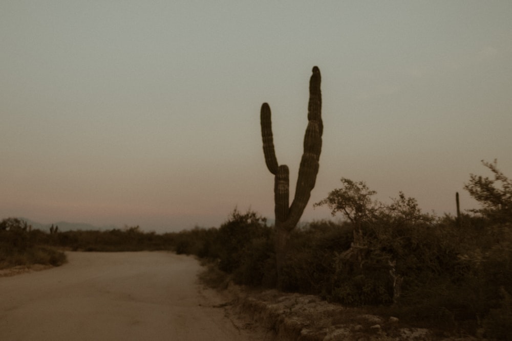 a cactus in a desert