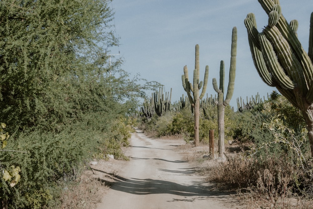 Un camino de tierra con cactus a ambos lados