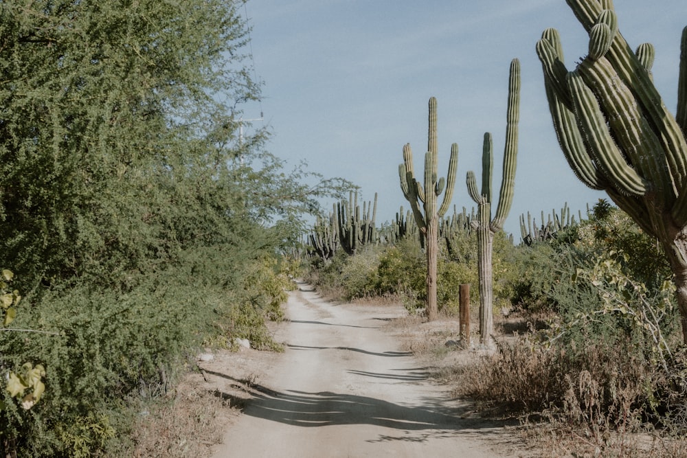 a dirt road with cactus on either side of it