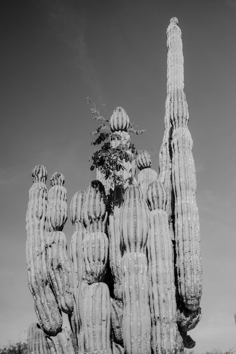 Un primer plano de un árbol