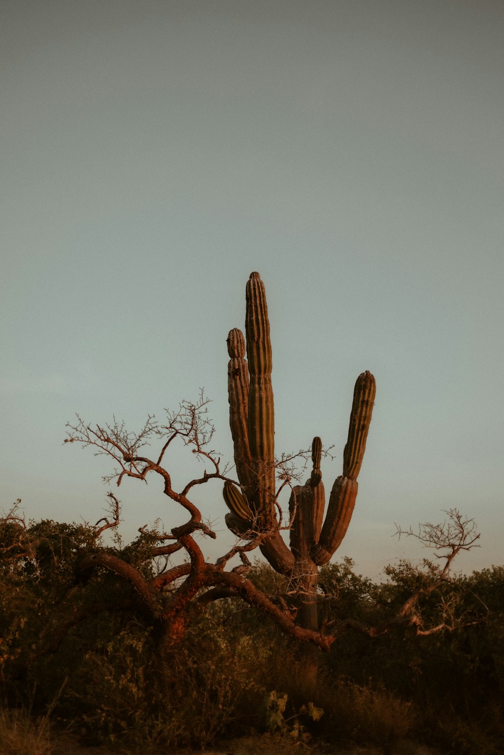 un cactus con una persona en él