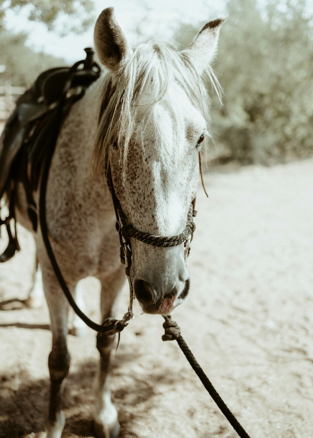 Un caballo con silla de montar