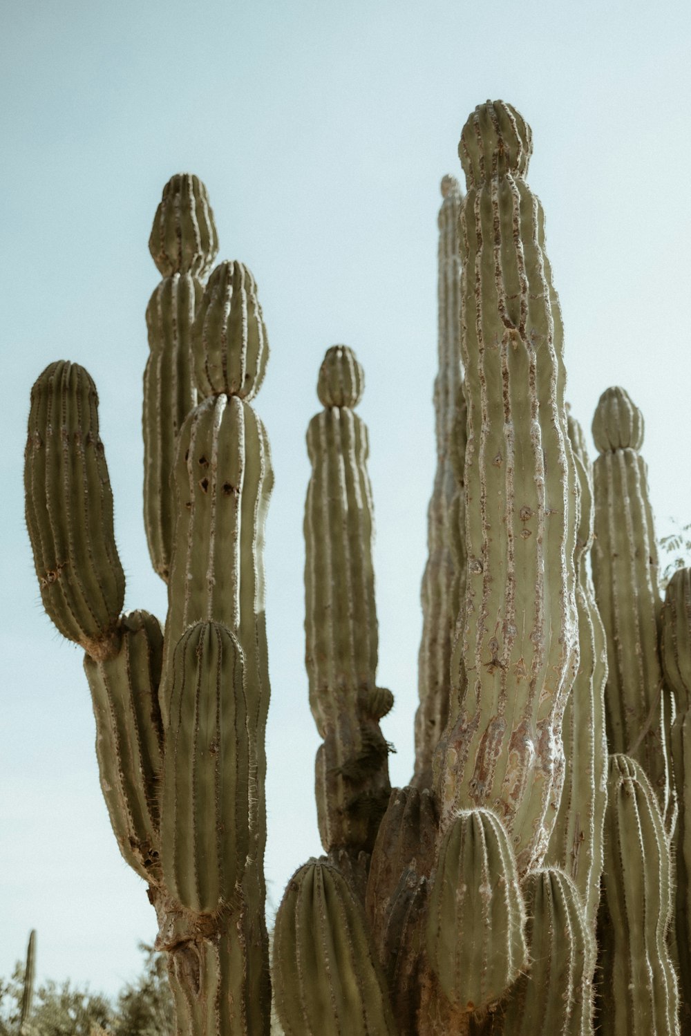 a group of cactus